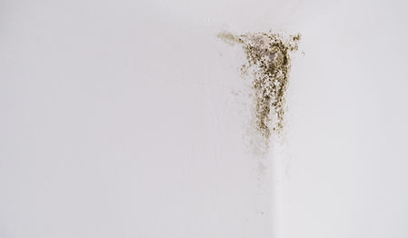 Mold mildew fungus in the corner of light wall. Household problems concept..jpg